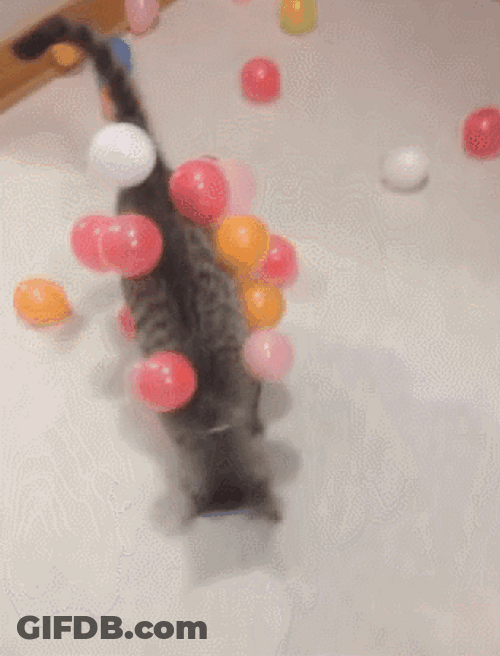 Cat Covered With Happy Birthday Balloons GIF