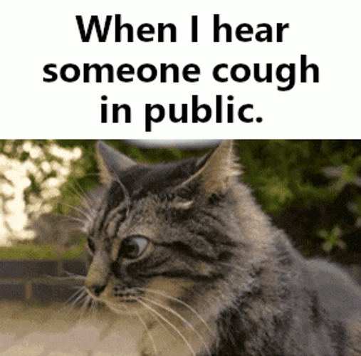 Cat Covid Cough Paranoid GIF