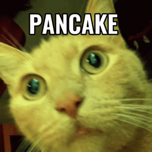 Cat Craving Pancake GIF