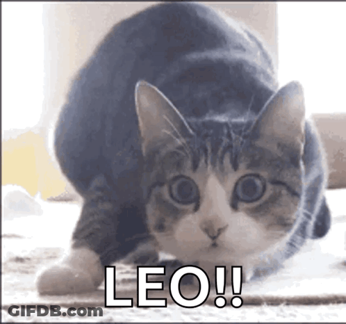 Cat Crawling On Floor Leo GIF