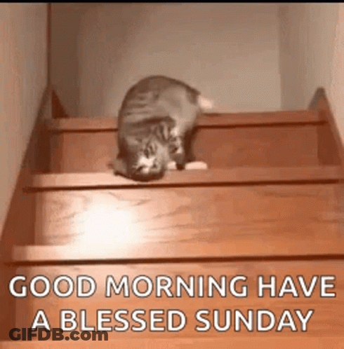 Cat Crawling Up Wooden Stairs GIF