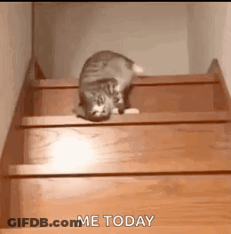 Cat Crawling Up Wooden Stairs GIF