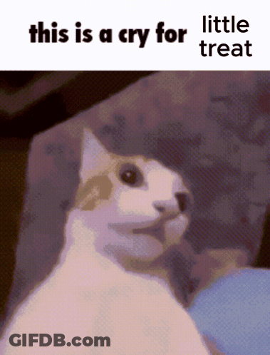 Cat Crying For Treat GIF