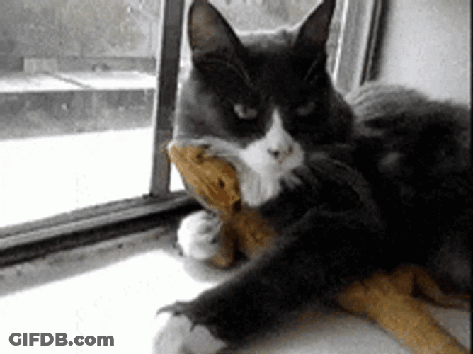 Cat Cuddles Bearded Dragon GIF