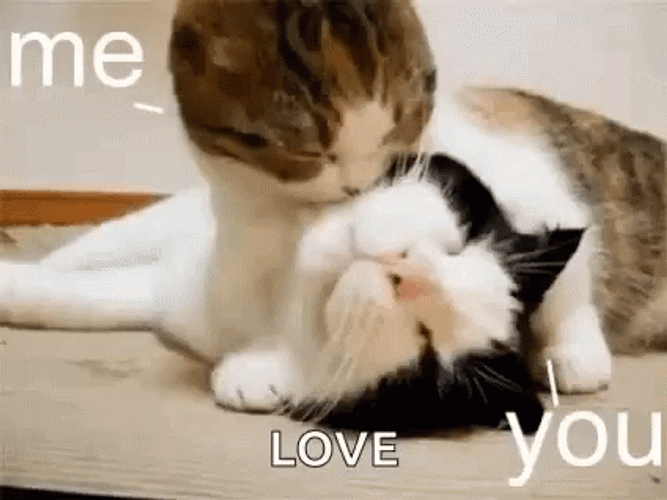 Cat Cuddling I Love You Funny GIF