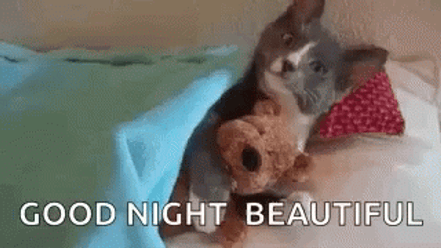 Cat Cuddling Stuffed Toy Goodnight Beautiful GIF