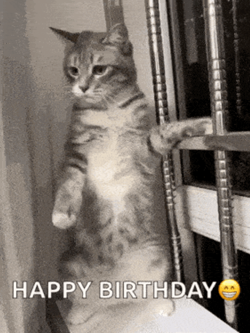Cat Cute Cat GIF