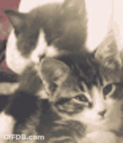 Cat Cute GIF