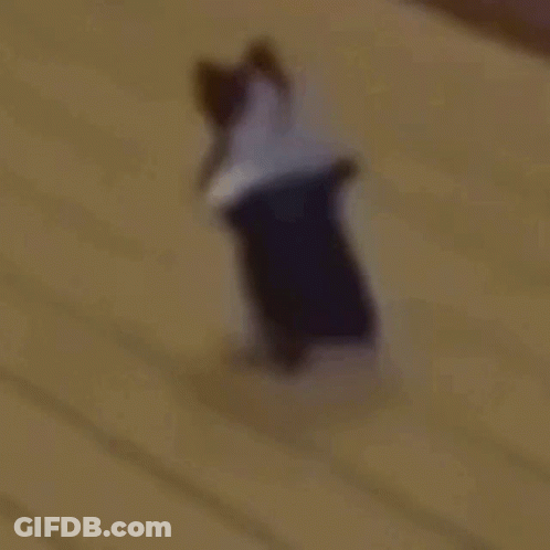 Cat Dance GIF