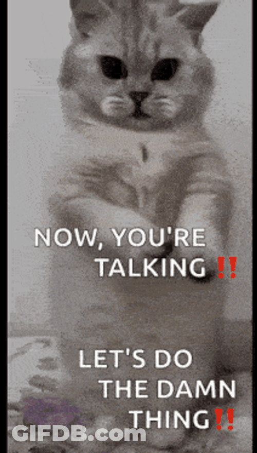 Cat Dance GIF