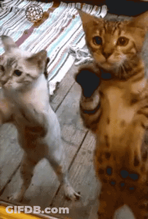 Cat Dance Scratching Glass Wall GIF