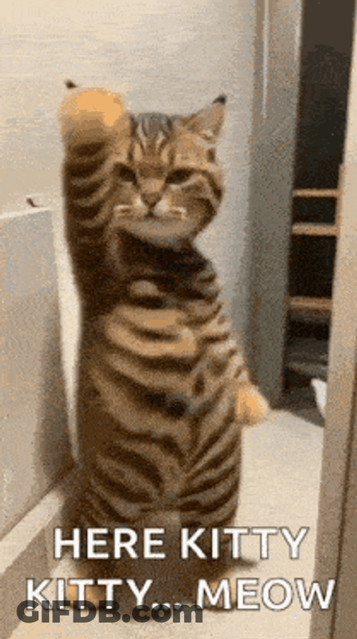 Cat Dance Slow Dance GIF