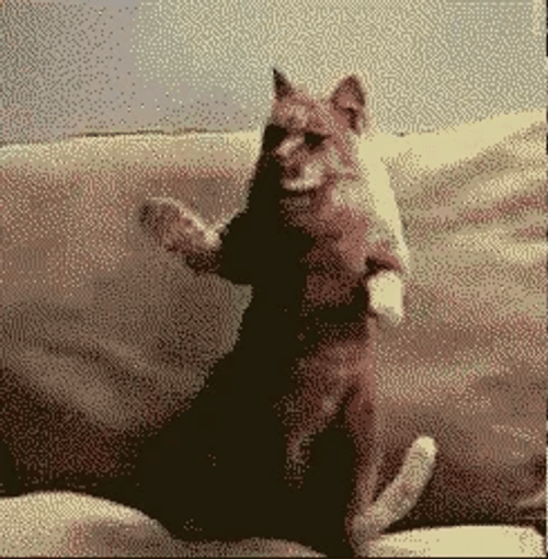 Cat Dance While On The Sofa GIF