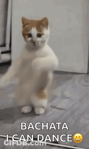 Cat Dancing Bachata I Can Dance GIF