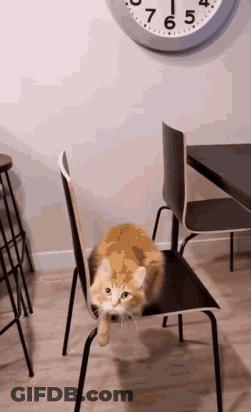 Cat Dancing Cool Chair Standing Wiggle GIF