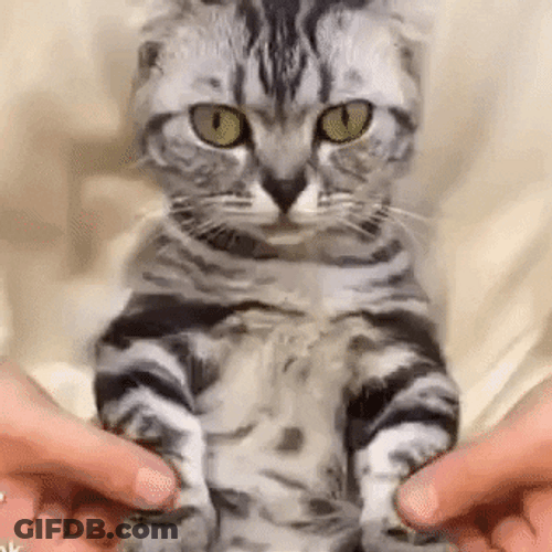 Cat Dancing Cool Hip Hop Robot Wave GIF