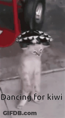 Cat Dancing For Kiwi With Hat GIF