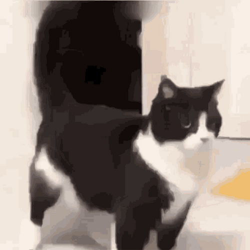 Cat Dancing Funny 3D Moves Meme GIF