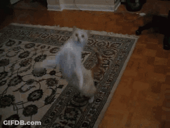 Cat Dancing Funny Jump Carpet GIF