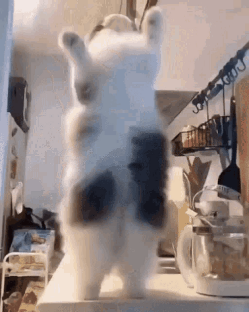 Cat Dancing Funny Jump Kitchen GIF