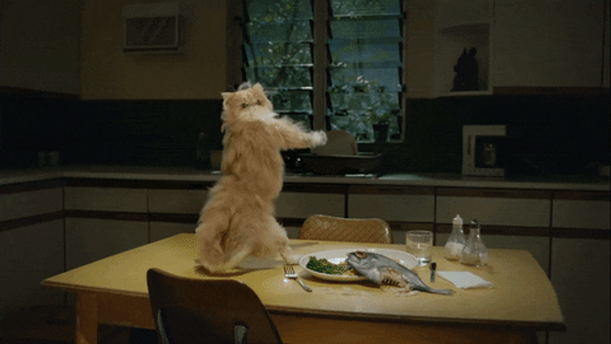 Cat Dancing Funny Twerk Animal Commercial GIF
