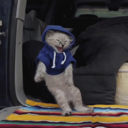 Cat Dancing Hoodie Car Falling Down Funny Meme GIF