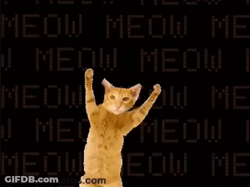 Cat Dancing In Front Of Meow Meow Meow Screen GIF