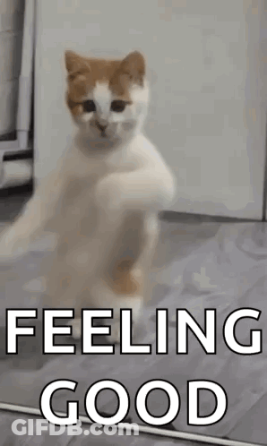 Cat Dancing In Front Of Mirror Feeling Good GIF