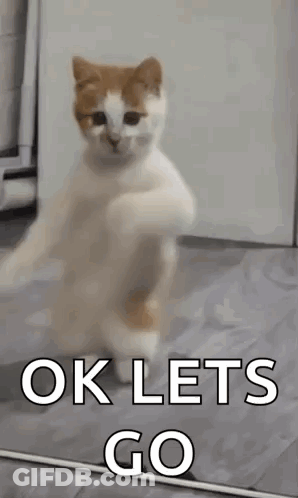 Cat Dancing In Front Of Mirror Saying Lets Go GIF