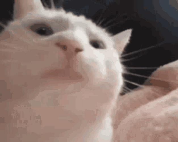 Cat Dancing Jamming Music Head Bang GIF
