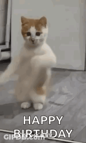 Cat Dancing On Hind Legs GIF
