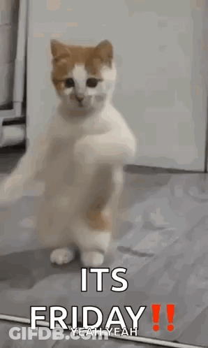 Cat Dancing On Hind Legs In Kitchen GIF