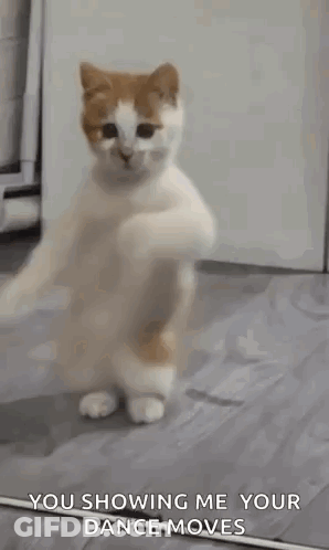 Cat Dancing On Hind Legs GIF
