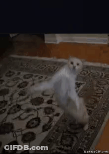 Cat Dancing On Rug GIF