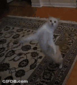 Cat Dancing On Rug GIF