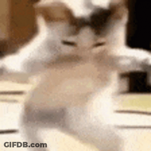 Cat Dancing On Table GIF