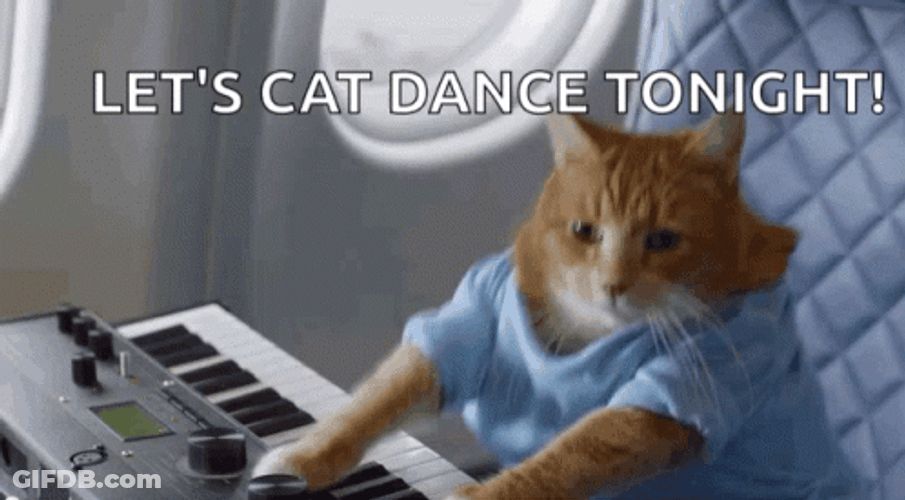 Cat Dancing Playing Piano Jamming Meme GIF