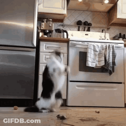 Cat Dancing Queen Funny Moves Mouse Kitchen GIF