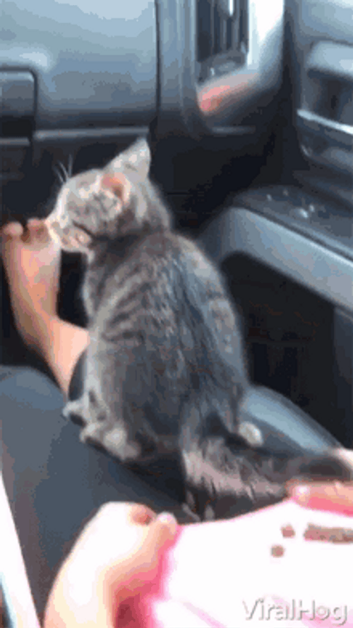 Cat Diarrhea Pooping GIF