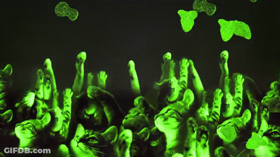 Cat DJ Put Your Hands Up GIF