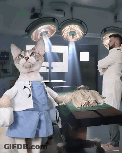 Cat Doctor In Operating Room With Two Doctors GIF