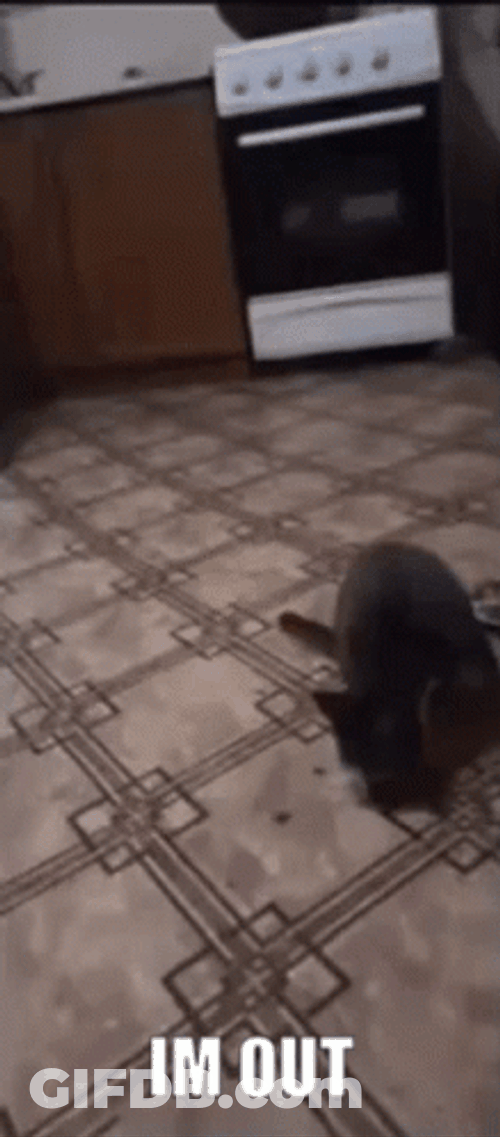 Cat Doing I'm Out Gesture GIF