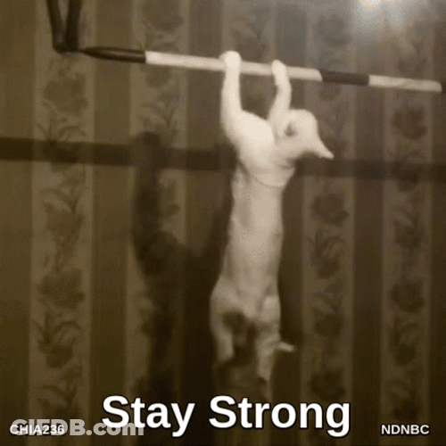 Cat Doing Pull Up Strong Core GIF
