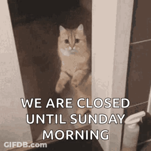 Cat Doorway We Are Closed Until Sunday Morning GIF