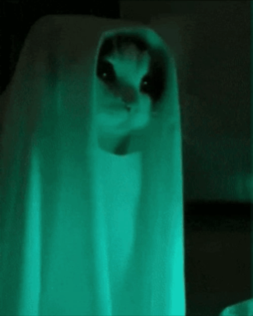 Cat Dressed As A Funny Ghost GIF
