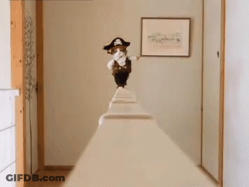 Cat Dressed As Pirate Standing On Railing In Hallway GIF