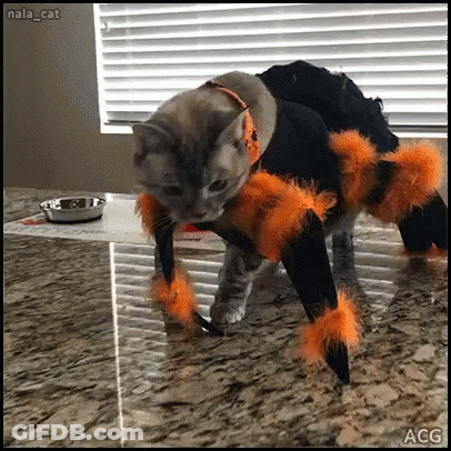 Cat Dressed As Spider With Orange Feathers GIF