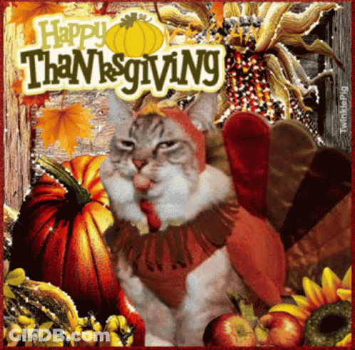 Cat Dressed As Turkey Surrounded By Pumpkins And Corn GIF