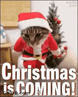 Cat Dressed In Santa Suit Sitting In Front Of Christmas Tree GIF