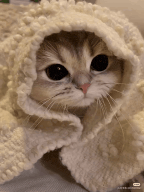 Cat Drinda GIF